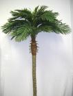 Phoenix Palm